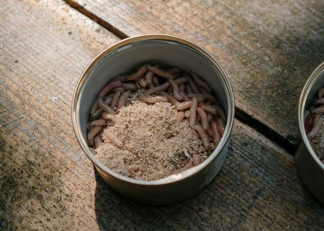 ilustrasi maggot. Sumber foto: Pexels