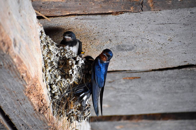 Ilustrasi klasifikasi burung walet. Foto: Pixabay