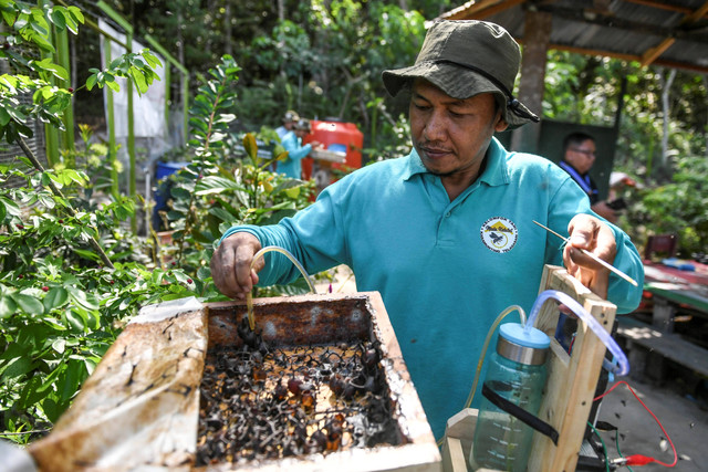Anggota Kelompok Tani Karamunting memanen madu kelulut di Hutan Kota Pendidikan Telaga Sari, Balikpapan, Kalimantan Timur, Selasa (26/3/2024). Foto: Hafidz Mubarak A/ANTARA FOTO