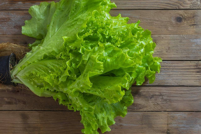 Ilustrasi tanaman sayur yang tidak butuh sinar matahari. Sumber: pixabay