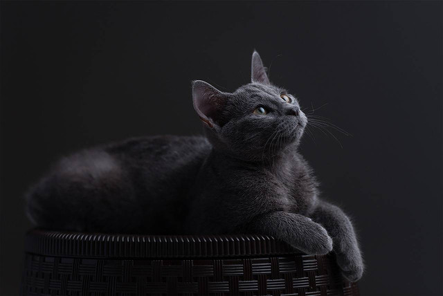 Ilustrasi ciri-ciri kucing russian blue asli. Foto: Pixabay