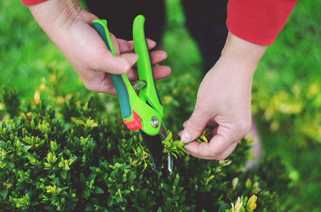 ilustrasi memangkas bonsaI. Sumber foto: Pexels