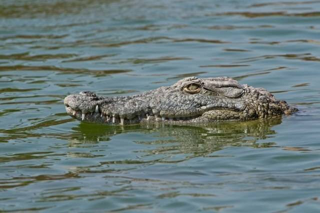 Ilustrasi buaya muara. (foto: Shutterstock)