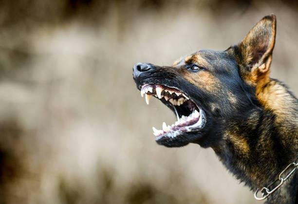 Air liur anjing yang merupakan hewan yang rentan terkena virus rabies (Sumber: https://www.istockphoto.com/photo/aggressive-dog-shows-dangerous-teeth-german-sheperd-attack-head-detail-gm1222256422-358595930?utm_source=pixabay&utm_medium=affiliate&utm_campaign=SRP_image_sponsored&utm_content=https%3A%2F%2Fpixabay.com%2Fid%2Fimages%2Fsearch%2Frabies%2520%2F&utm_term=rabies)