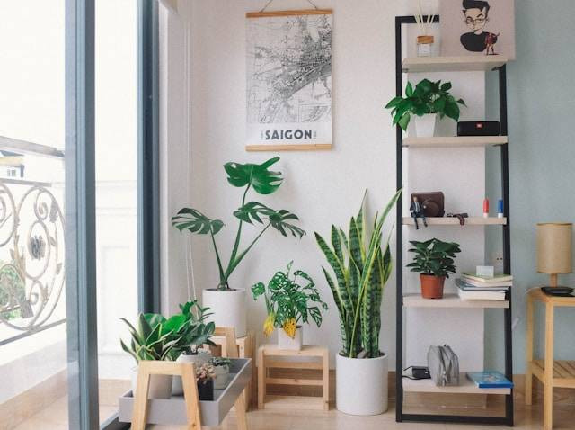 Ilustrasi Cara Merawat Tanaman Hias dalam Ruangan. Foto: dok. Unsplash/Huy Phan