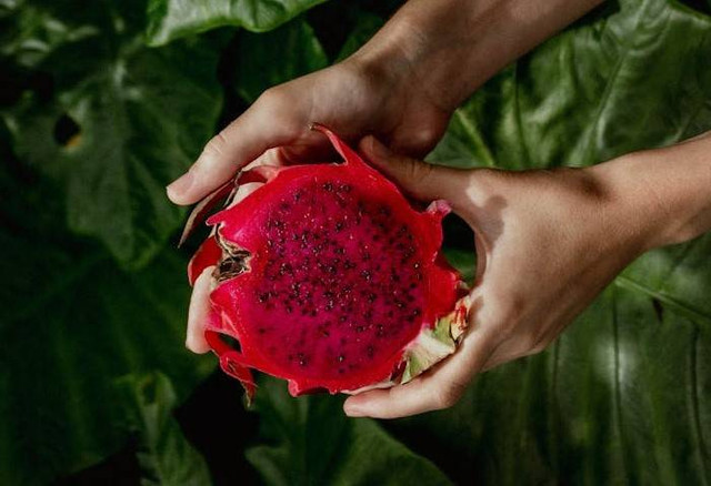 Ilustrasi buah naga. Foto: Pexels.