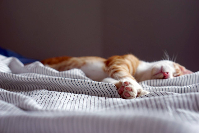 Ilustrasi kucing setelah melahirkan. Sumber foto: Unsplash