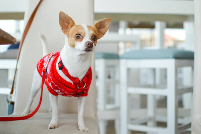 Ilustrasi anjing yang mudah dipelihara. Sumber foto: Unsplash