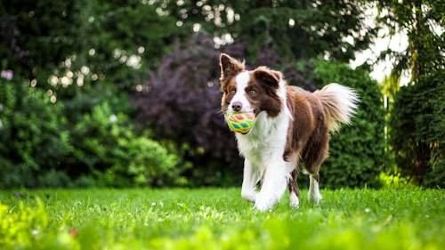 Ilustrasi Anjing Jenis Apa yang Paling Pintar? Sumber: Unsplash