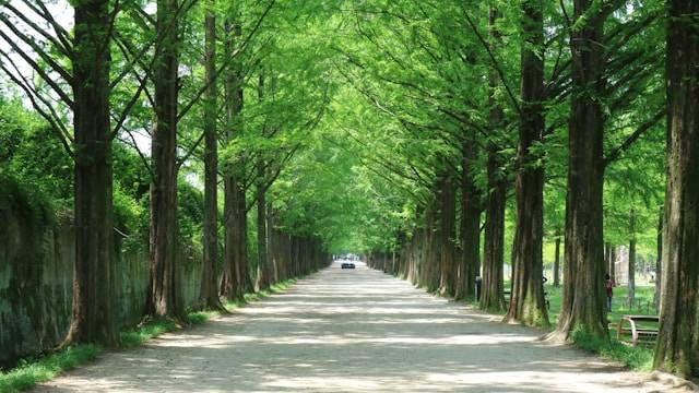 Taman Alun-Alun Kota Cimahi. Foto hanya ilustrasi. Bukan tempat yang sebenarnya. Sumber foto: Unsplash/Drew