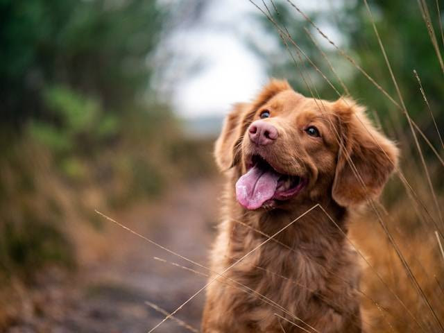 Ilustrasi jenis anjing besar di Indonesia. Foto: Jamie Street/Unsplash