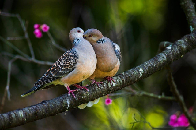 ilustrasi burung perkutut. Sumber foto: Pexels