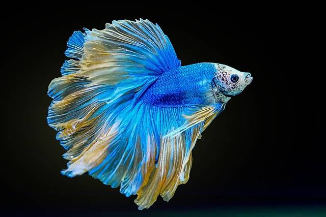 Ilustrasi jenis jenis ikan cupang. Sumber: pixabay
