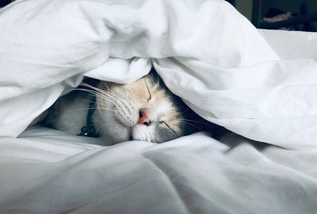 Ilustrasi Jenis Kucing yang Pendiam. Foto: dok. Unsplash/Kate Stone Matheson