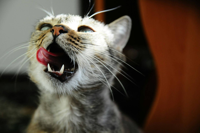 Ilustrasi tempe untuk kucing. Sumber foto: Unsplash