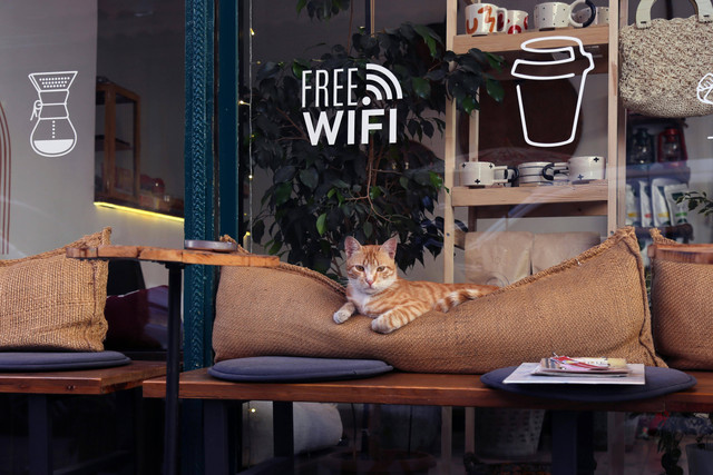 Cat cafe di Jakarta Selatan. Foto hanya ilustrasi. Sumber: Pexels/Şahin Sezer Dinçer.