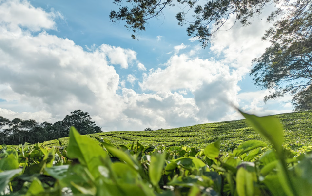 Kebun Teh Kertamanah. Foto hanya ilustrasi, bukan tempat sebenarnya. Sumber: Unsplash/Muhammad Prayogi