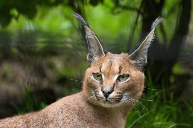 Ilustrasi fakta mengenai caracal. Sumber: pixabay