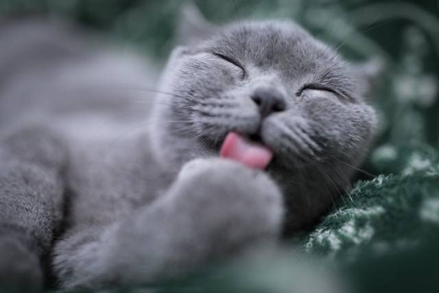 Ilustrasi Fakta Kucing Biru Rusia. Foto: dok. Unsplash/Eric Han