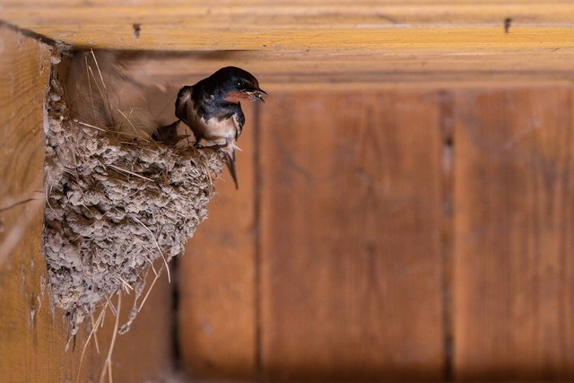 ilustrasi sarang burung walet. Sumber foto: Pixabay