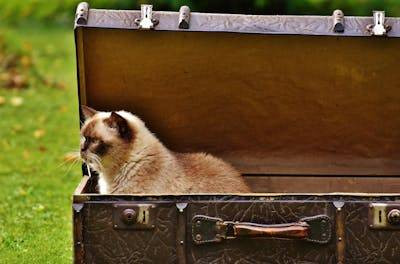 Ilustrasi rekomendasi litter box kucing. Foto: Pexels