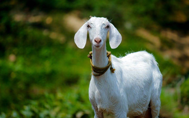 Ilustrasi ukuran kandang kambing. Sumber: Nandhu Kumar/pexels.com