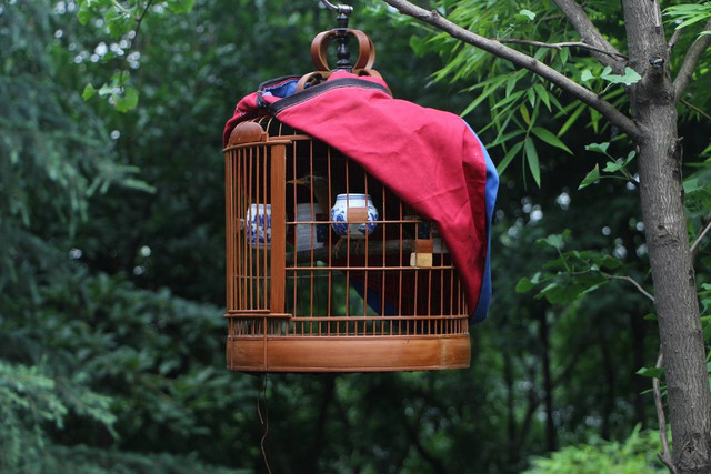 Ilustrasi kandang burung dara. Sumber: pixabay