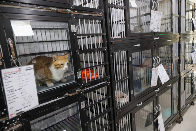 Kucing-kucing berada di kandang (kamar) di ruang penitipan hewan di Amore Animal Clinic cabang Pejaten, Pasar Minggu, Jakarta Selatan, Sabtu (6/4/2024). Foto: Jamal Ramadhan/kumparan