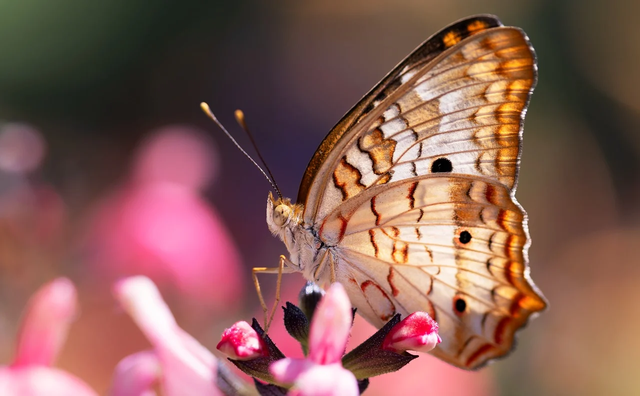 Ilustrasi Struktur Tubuh Arthropoda. Sumber: Pixabay/terski