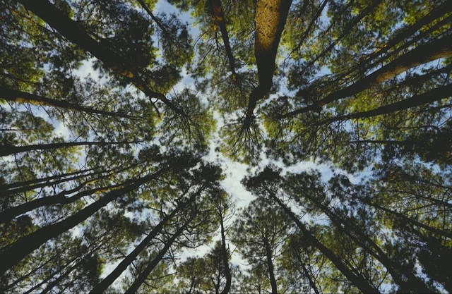 Foto Hanya Ilustrasi Tahura Bunder Gunungkidul, Bukan Tempat Sebenarnya     Sumber Unsplash/Bobby Erwin Putra