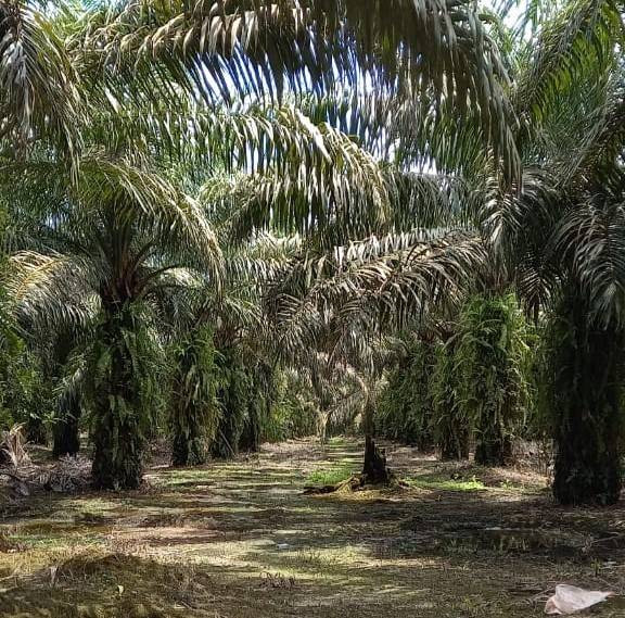 Salah satu potret perkebunan kelapa sawit rakyat di Kalimantan Tengah. Foto: Dokumentasi Pribadi (2022)
