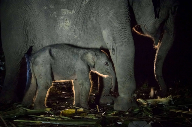 Seekor bayi Gajah Sumatera bersama induknya di Balai Konservasi Gajah Sebanga, Bengkalis, Provinsi Riau. Foto: Wahyudi / AFP