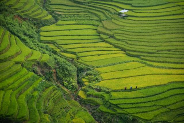 Alternatif Wisata Sawah Terasering di Bali. Foto hanya ilustrasi bukan tempat sebenarnya. Sumber foto: Unsplash.com/Doan Tuan