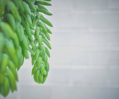 Ilustrasi tanaman hias dengan daun unik. Foto: Pexels