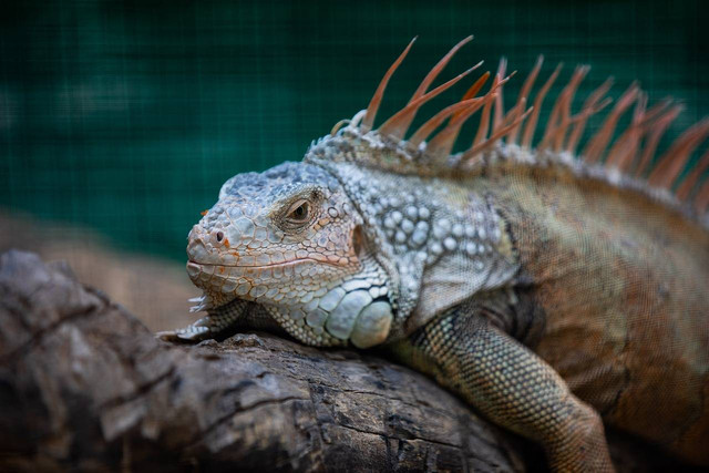 Ilustrasi nama iguana yang bagus. Sumber: pixabay