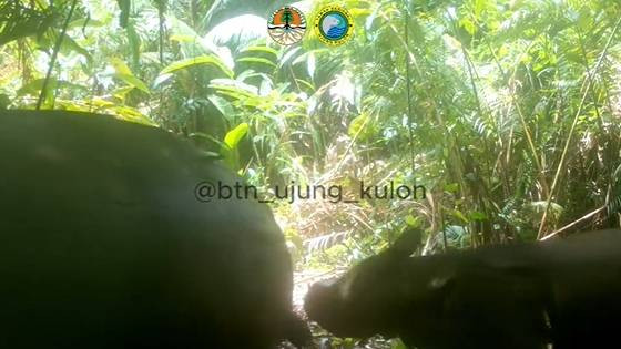 Seekor anak Badak Jawa terekam berjalan berama induknya. Foto: Instagram/@btn_ujung_kulon