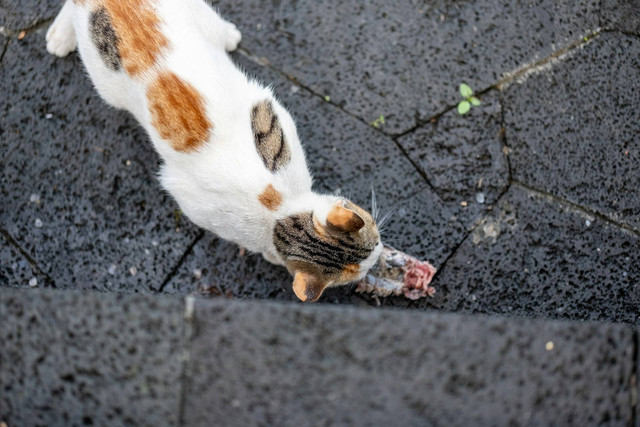 Ilustrasi mencegah kucing cacingan dan kurang nutrisi. Sumber foto: Unsplash