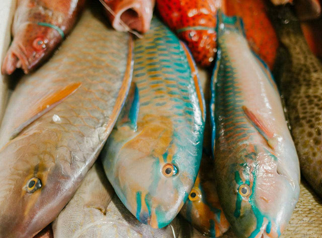 ilustrasi ikan nila (Pexels)