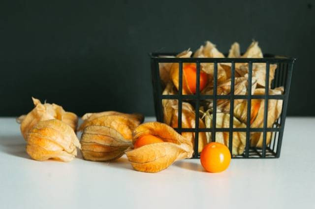 Ilustrasi cara menanam buah ciplukan, sumber foto: Dagmara Dombrovska by pexels.com