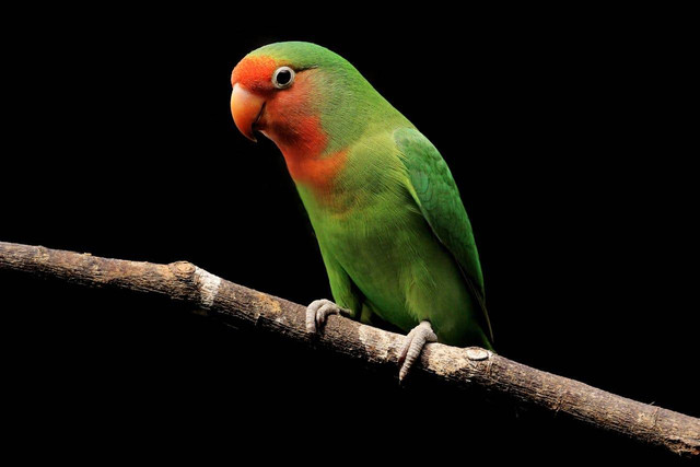ilustrasi lovebird (Pexels)