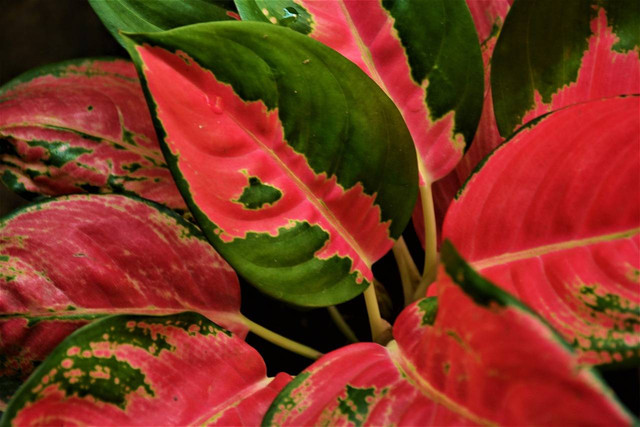 Ilustrasi tips merawat aglaonema. Sumber: pixabay