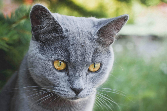 Ilustrasi: Fakta Kucing American Shorthair. Sumber: Stepanka Prochazkova/Pexels.com