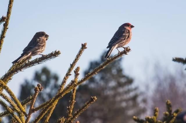Ilustrasi manfaat madu untuk burung kutilang, sumber foto: Dan Hamill by pexels.com