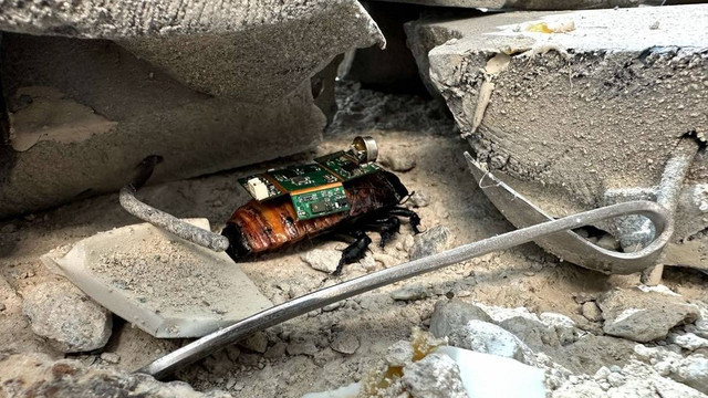 Prototipe robot kecoak dengan "bug backpack" yang ditampilkan di pameran Milipol Asia-Pacific - TechX Summit 2024 pada 3-5 April 2024 di Singapura. Foto: Dok. Home Team Science and Technology Agency