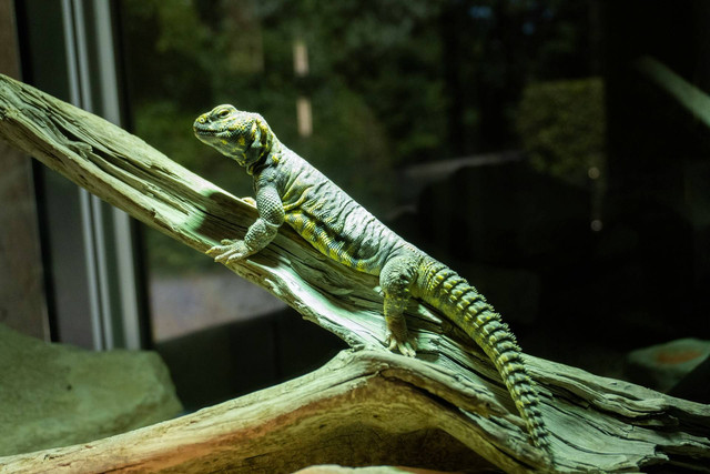 ilustrasi vivarium. Sumber foto: Unsplash