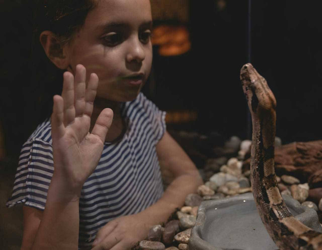ilustrasi Paludarium. Sumber foto: Pexels