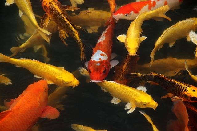 Ilustrasi penyebab ikan koi yang jamuran. Foto: Lancier/Pixabay