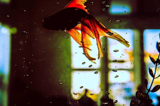 Ilustrasi Cara Kerja Filter Undergravel. Foto: dok. Unsplash/Danilo Batista