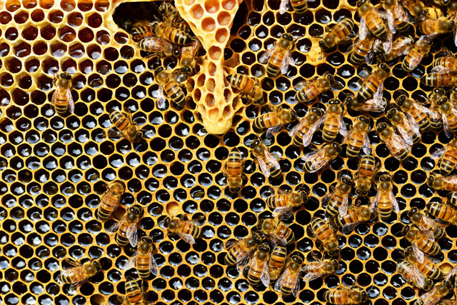 Ilustrasi: Cara Mengatasi Trypophobia. Sumber: Pixabay.com