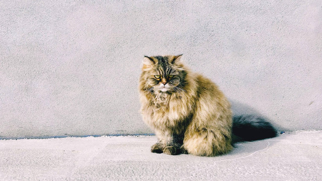 7 Fakta Menarik tentang Kucing yang Membuat Mereka Spesial, Foto: Angie Jimenez/Pexels